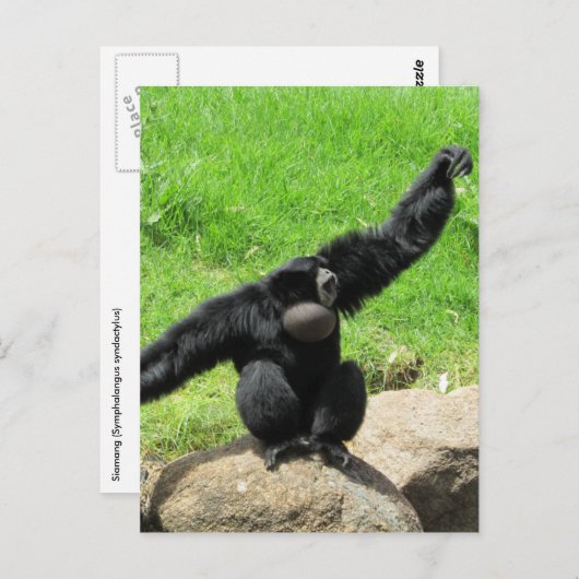 Carte Postale vague de siamang (Devant / Derrière)