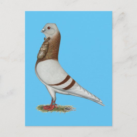 Carte Postale Valencienne Figurita Pigeon (Devant)