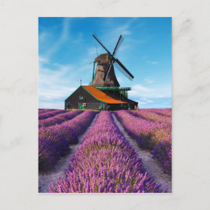 Carte Postale Valensole Lavender Fields France