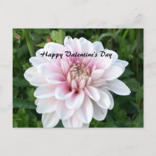 Carte postale valentine avec dahlia blanche et ros