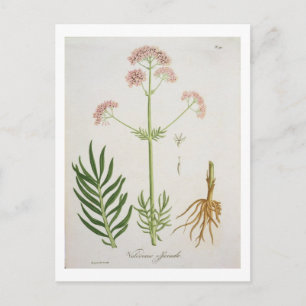 Carte Postale Valérian de "Phytographie Medicale" de Joseph Ro