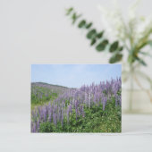 Carte Postale Vallée de Lupine (Debout devant)