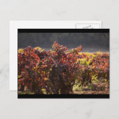 Carte Postale Vallée de Sonoma - Zinfandel (Devant / Derrière)