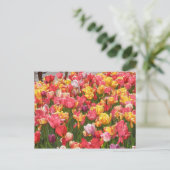 Carte Postale Vallée des tulipes (Debout devant)