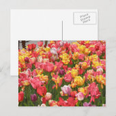 Carte Postale Vallée des tulipes (Devant / Derrière)