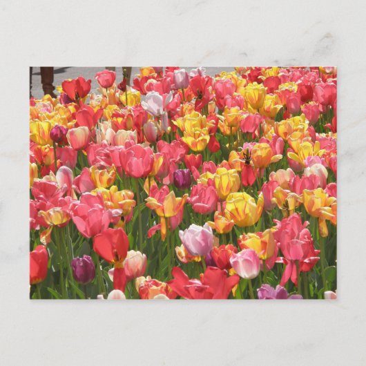 Carte Postale Vallée des tulipes (Devant)
