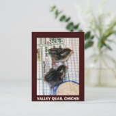 CARTE POSTALE VALLEY QUAIL CHICKS (Debout devant)