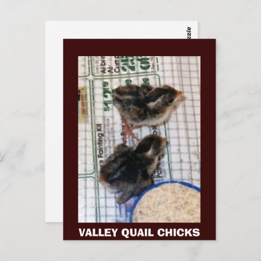 CARTE POSTALE VALLEY QUAIL CHICKS (Devant / Derrière)