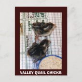 CARTE POSTALE VALLEY QUAIL CHICKS (Devant)