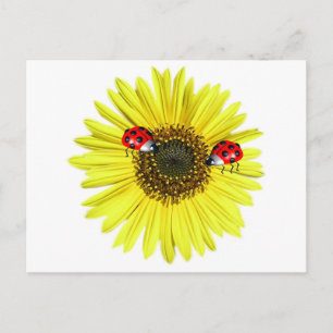 Carte Postale Valxart Happy Lady Bugs sur tournesol jaune