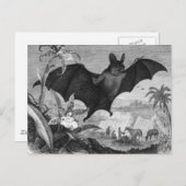 Carte Postale Vampire Bat (Devant / Derrière)