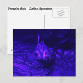 Carte Postale Vampire Bat (Devant / Derrière)