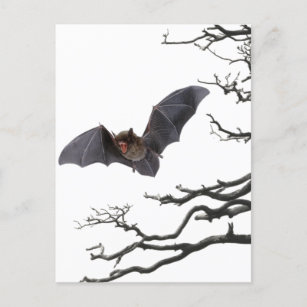 Carte Postale Vampire chauve-souris, Gothique, Dracula, chauve-s