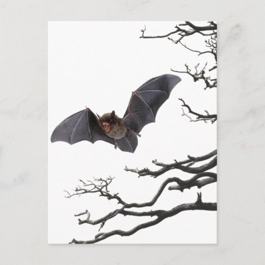 Carte Postale Vampire chauve-souris, Gothique, Dracula, chauve-s (Devant)