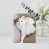 Carte Postale Van Cat turc (Debout devant)