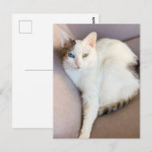 Carte Postale Van Cat turc (Devant / Derrière)