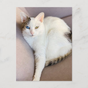 Carte Postale Van Cat turc