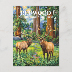 Carte Postale Van Gogh Elan Redwood Californie Forêt Texte perso
