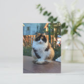 Carte Postale Van turc (Debout devant)