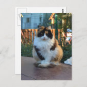 Carte Postale Van turc (Devant / Derrière)