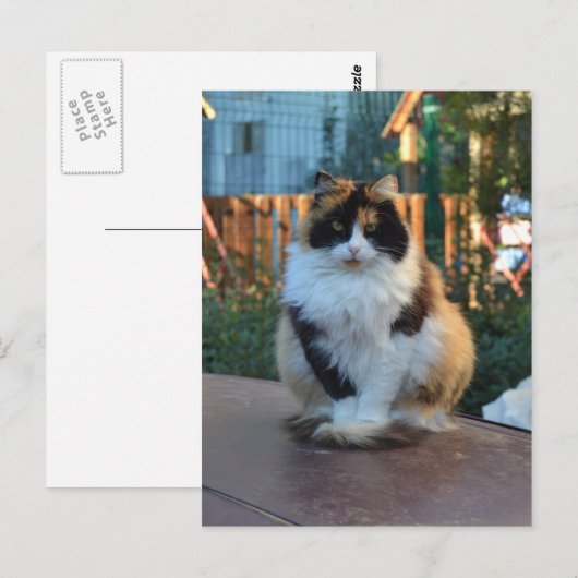 Carte Postale Van turc (Devant / Derrière)