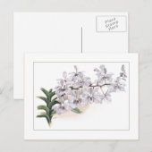 Carte Postale Vanda coerulea (Devant / Derrière)