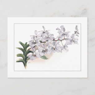 Carte Postale Vanda coerulea