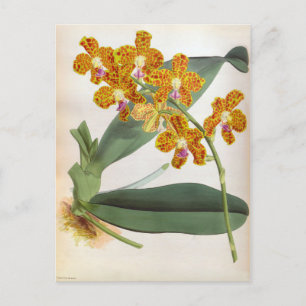 Carte Postale Vanda Parishii Orange Vintage Lindenia Orchid
