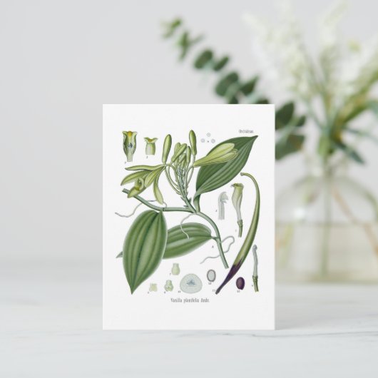 Carte Postale Vanilla planifolia (Debout devant)