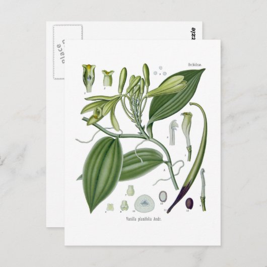 Carte Postale Vanilla planifolia (Devant / Derrière)