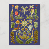 Carte Postale Vapeur (Devant)