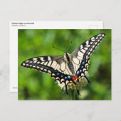 Carte Postale Vaporiste de l'Ouest (Papilio rutulus) (Devant / Derrière)