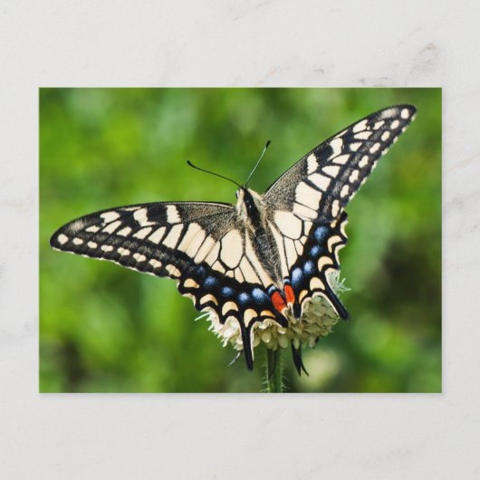 Carte Postale Vaporiste de l'Ouest (Papilio rutulus) (Devant)