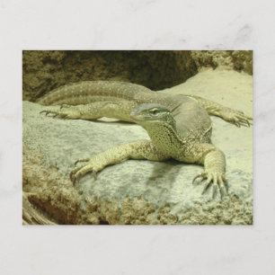 Carte Postale Varanus gouldii
