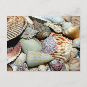 Carte Postale Variété de coquillages sur photo de plage