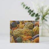 Carte Postale Variété de courge (Debout devant)