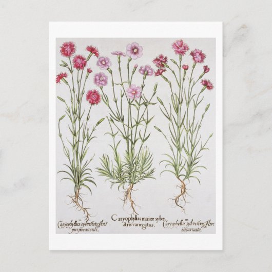 Carte Postale Variété de Dianthus, du "Hortus Ey" (Devant)