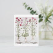 Carte Postale Variété de Dianthus, du "Hortus Ey" (Debout devant)