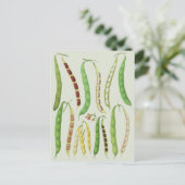 Carte Postale Variétés de haricots d'Ernst Benary (Debout devant)