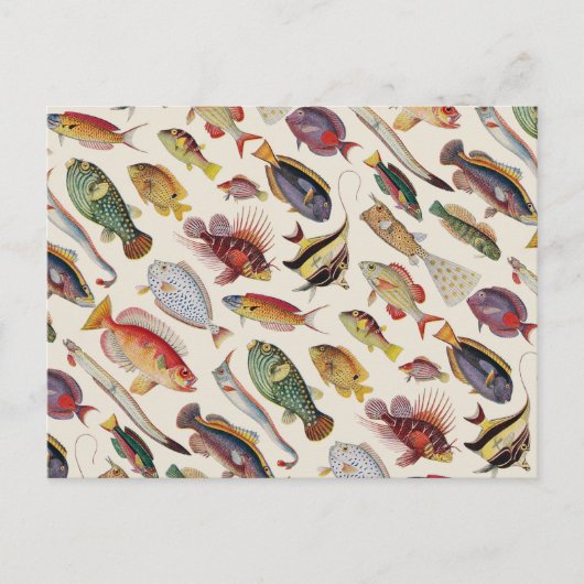 Carte Postale Variétés de poissons (Devant)