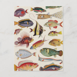 Carte Postale Variétés de poissons
