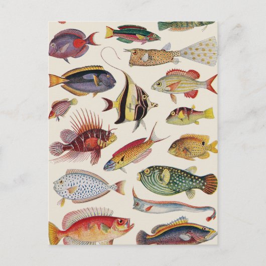 Carte Postale Variétés de poissons (Devant)