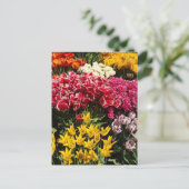 Carte Postale Variety of Tulips (Debout devant)