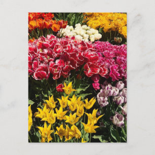 Carte Postale Variety of Tulips