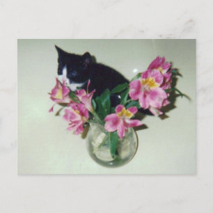 Carte postale Vase Fleurs Kitten