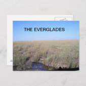 CARTE POSTALE VASTNESS DES EVERGLADES (Devant / Derrière)
