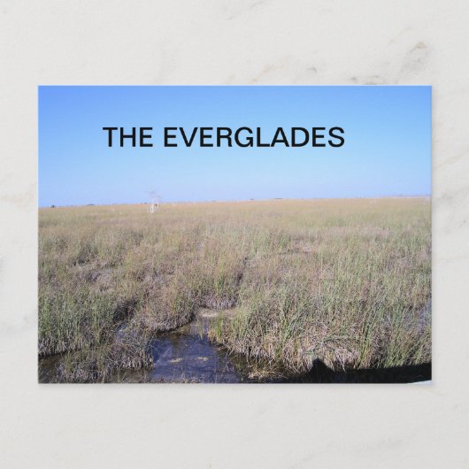 CARTE POSTALE VASTNESS DES EVERGLADES (Devant)