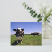 Carte Postale Vattle laitière Holstein (Debout devant)