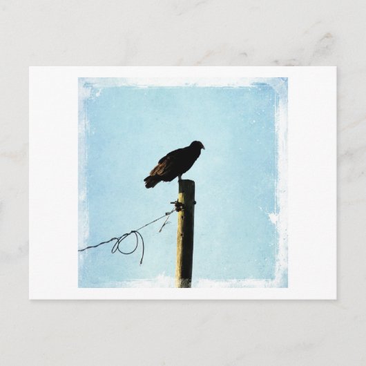 Carte Postale Vautour (Devant)