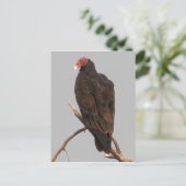 Carte Postale Vautour (Debout devant)